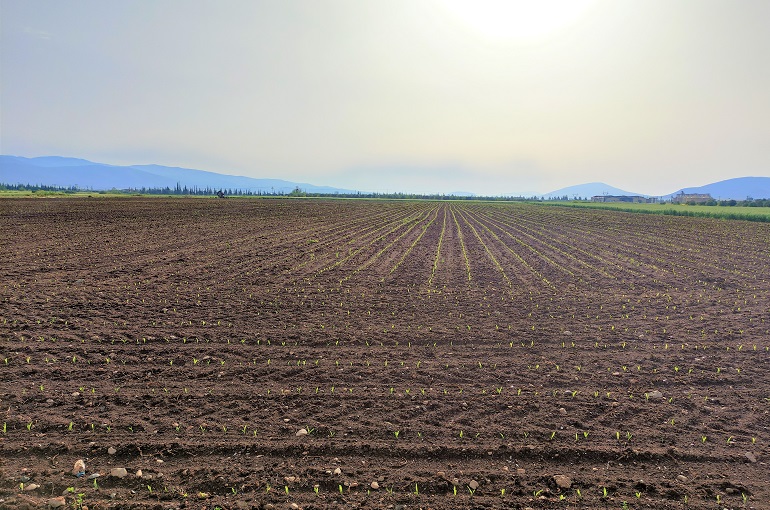 maize field soil texture