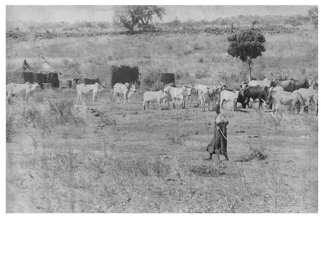 Malian cattle ranch scenery