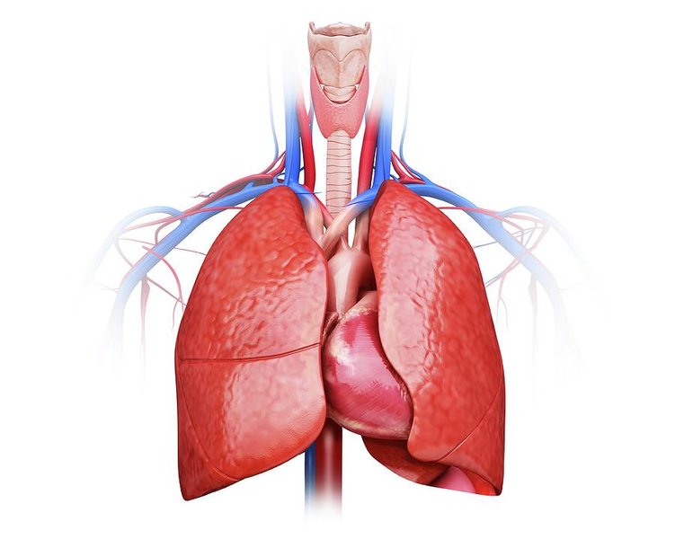 mammalian-circulatory-system-overview-95zhp5s2