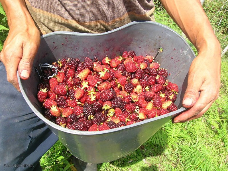 Agricultura limpia y sostenible