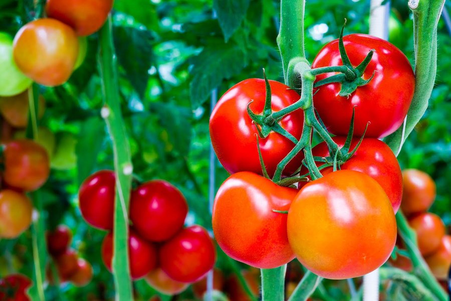 Agricultores aprendiendo sobre fertilizantes