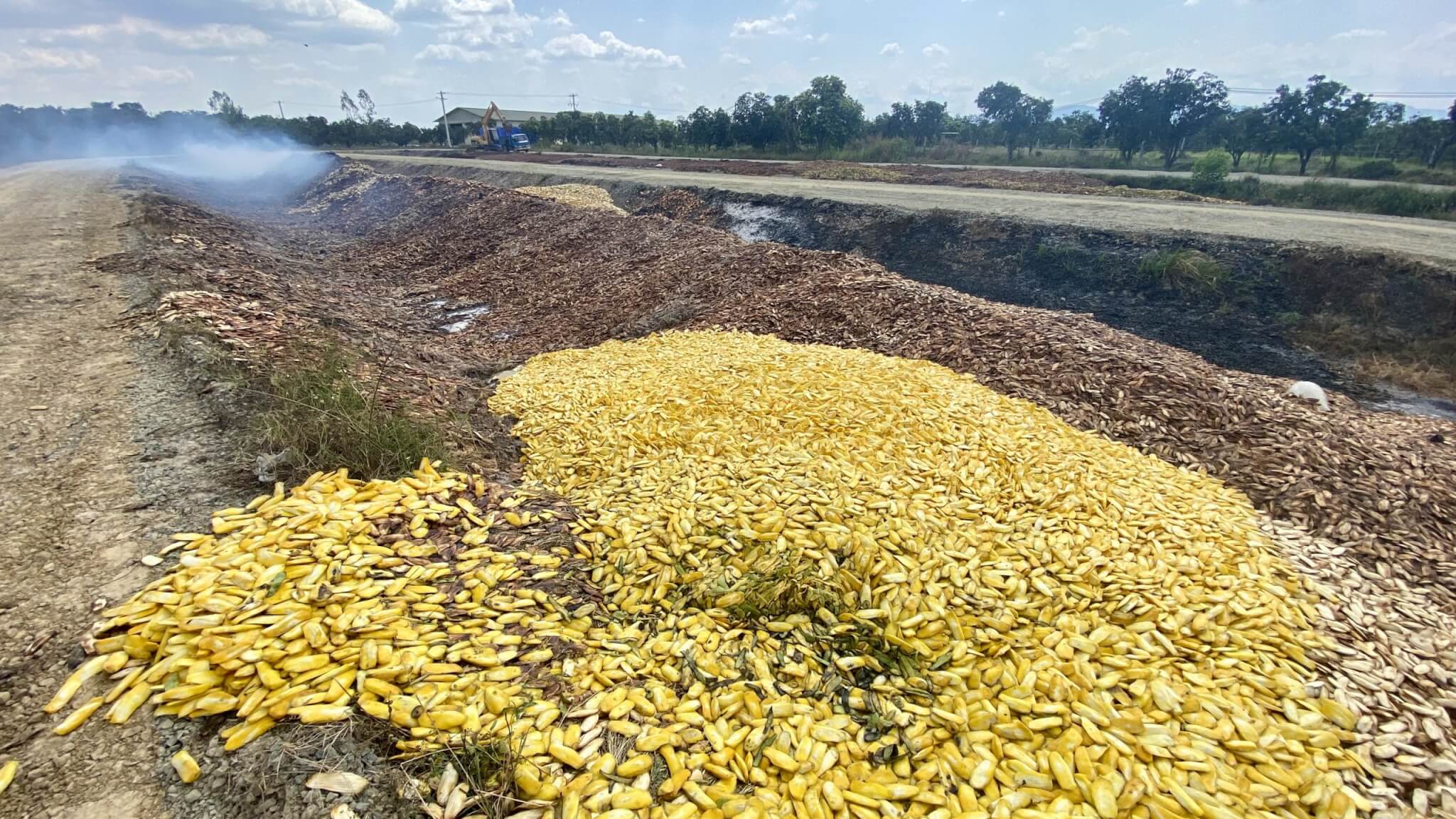 mango briquettes biofuel