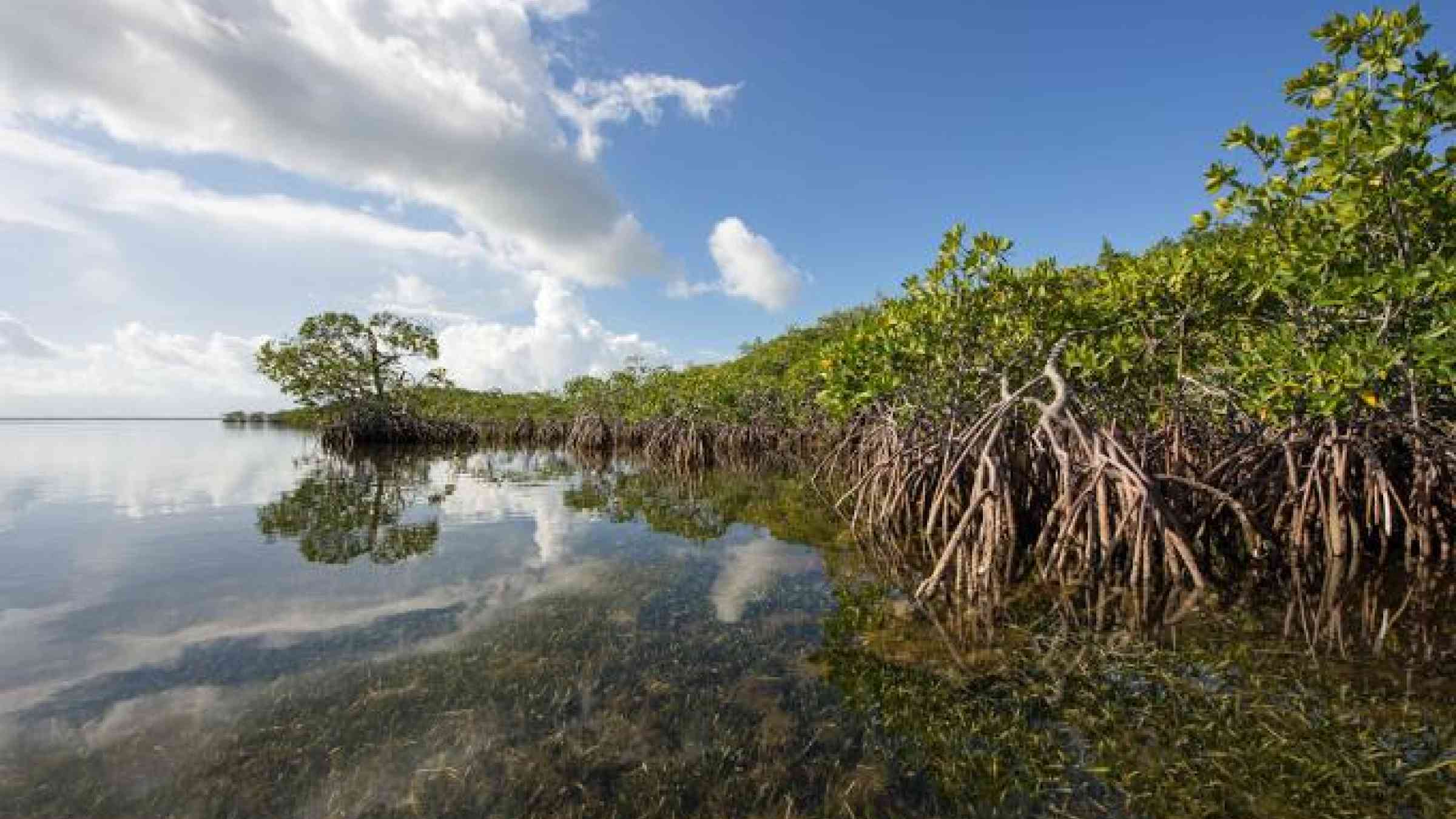 mangrove forest coastline