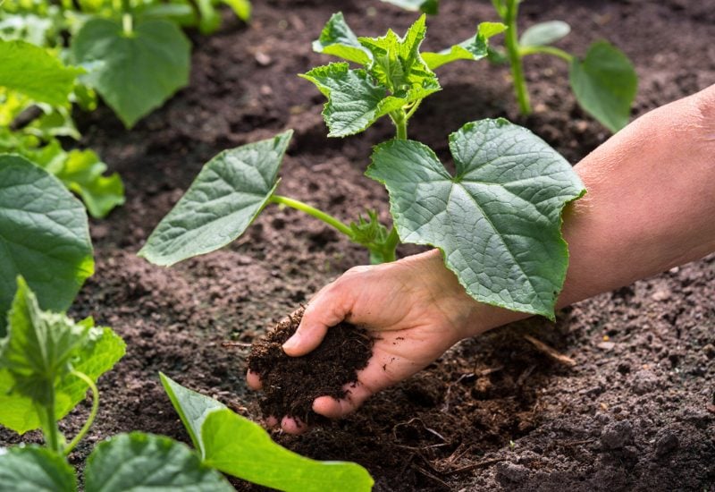 chicken manure application in cucumber field