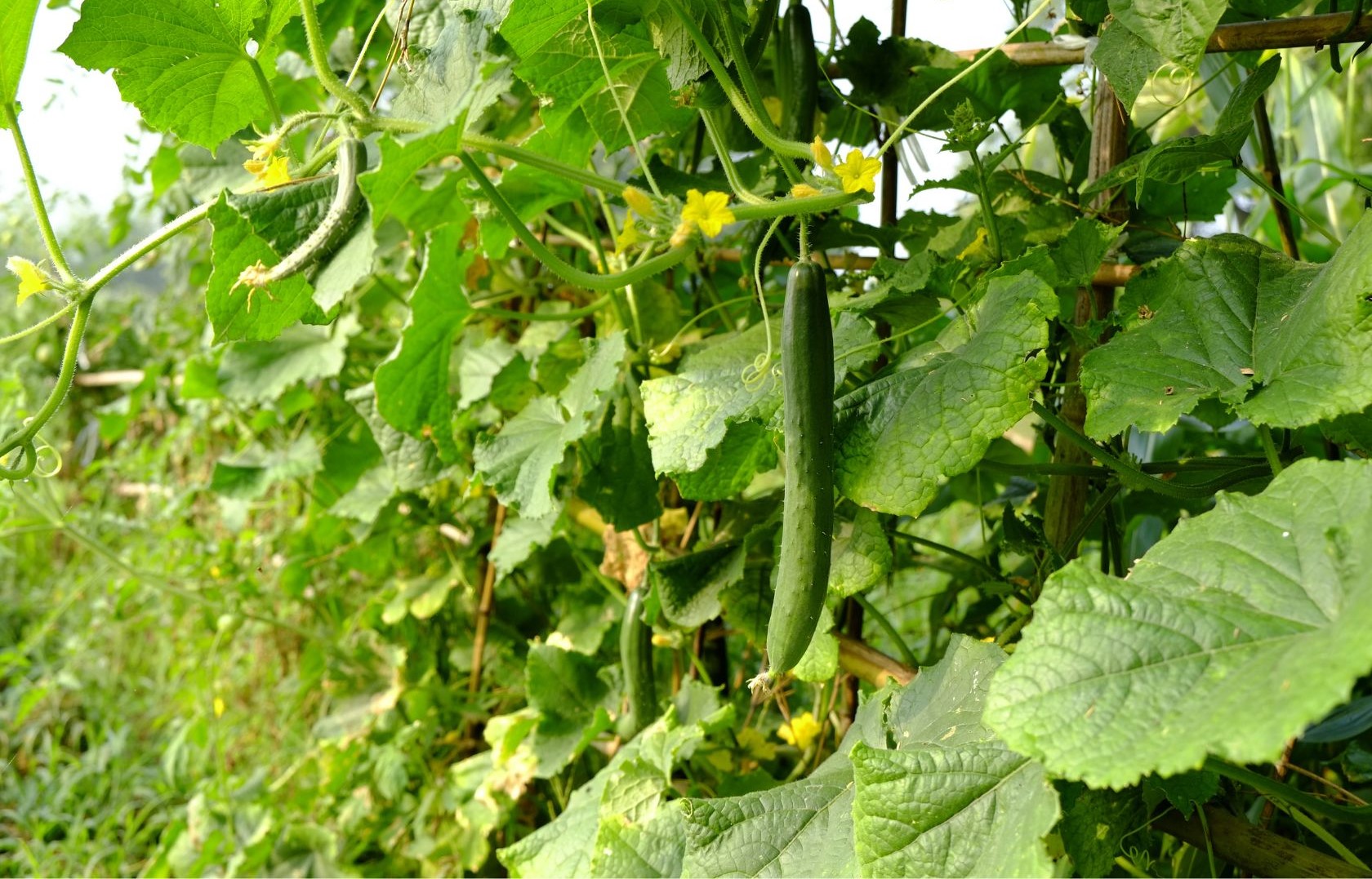 cucumber farming organic manure scenery