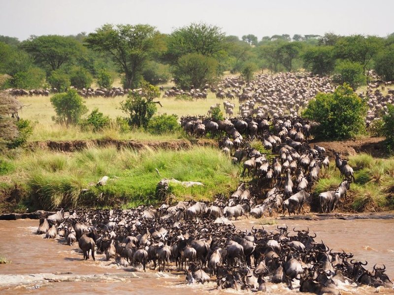 Large herd of wildebeest gathering on the riverbank before crossing.