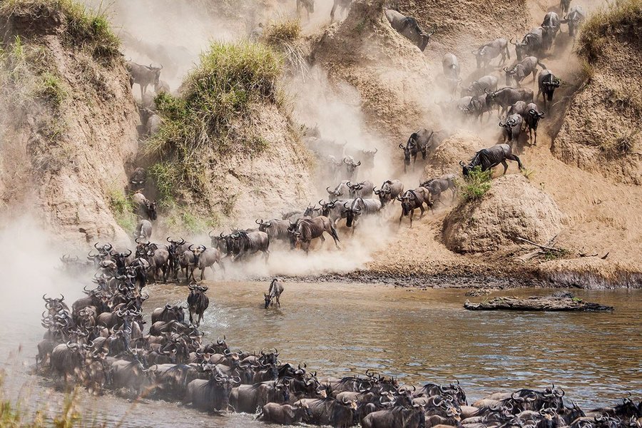 Wildebeest crossing the river with a predator nearby.