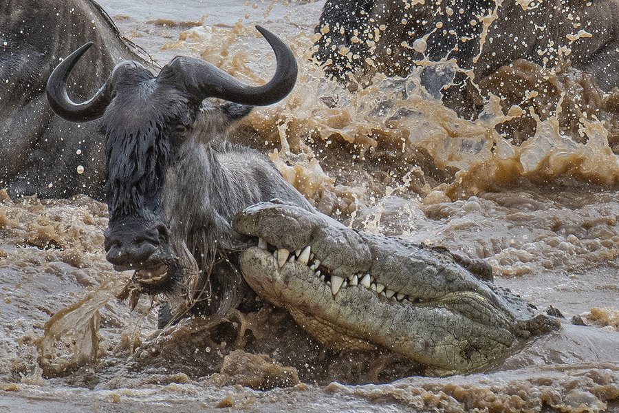 Wildebeest crossing a wide section of the Mara River.