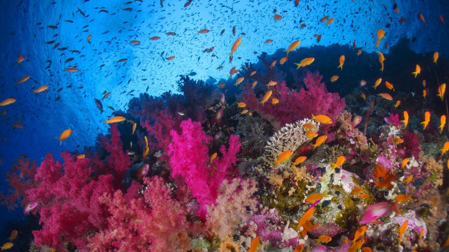 marine animals ocean biodiversity