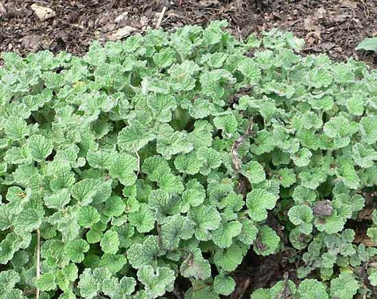marrubium vulgare herbal plant