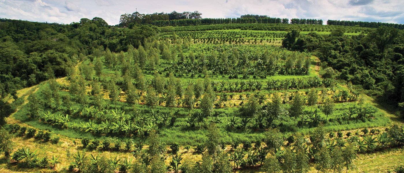 Un agroforestier inspectant des plants dans un système agroforestier.