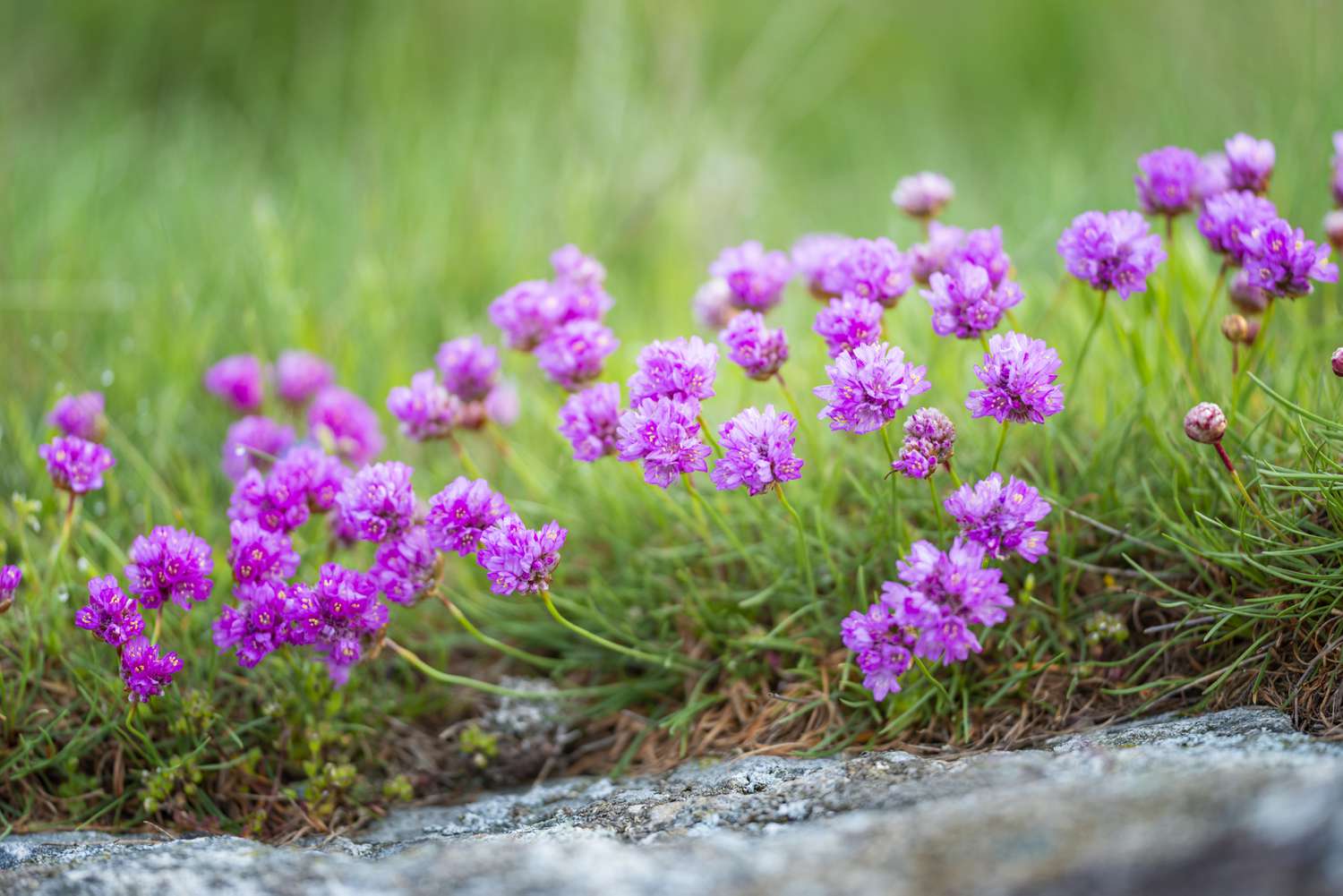 garden border with mauve flowering plants