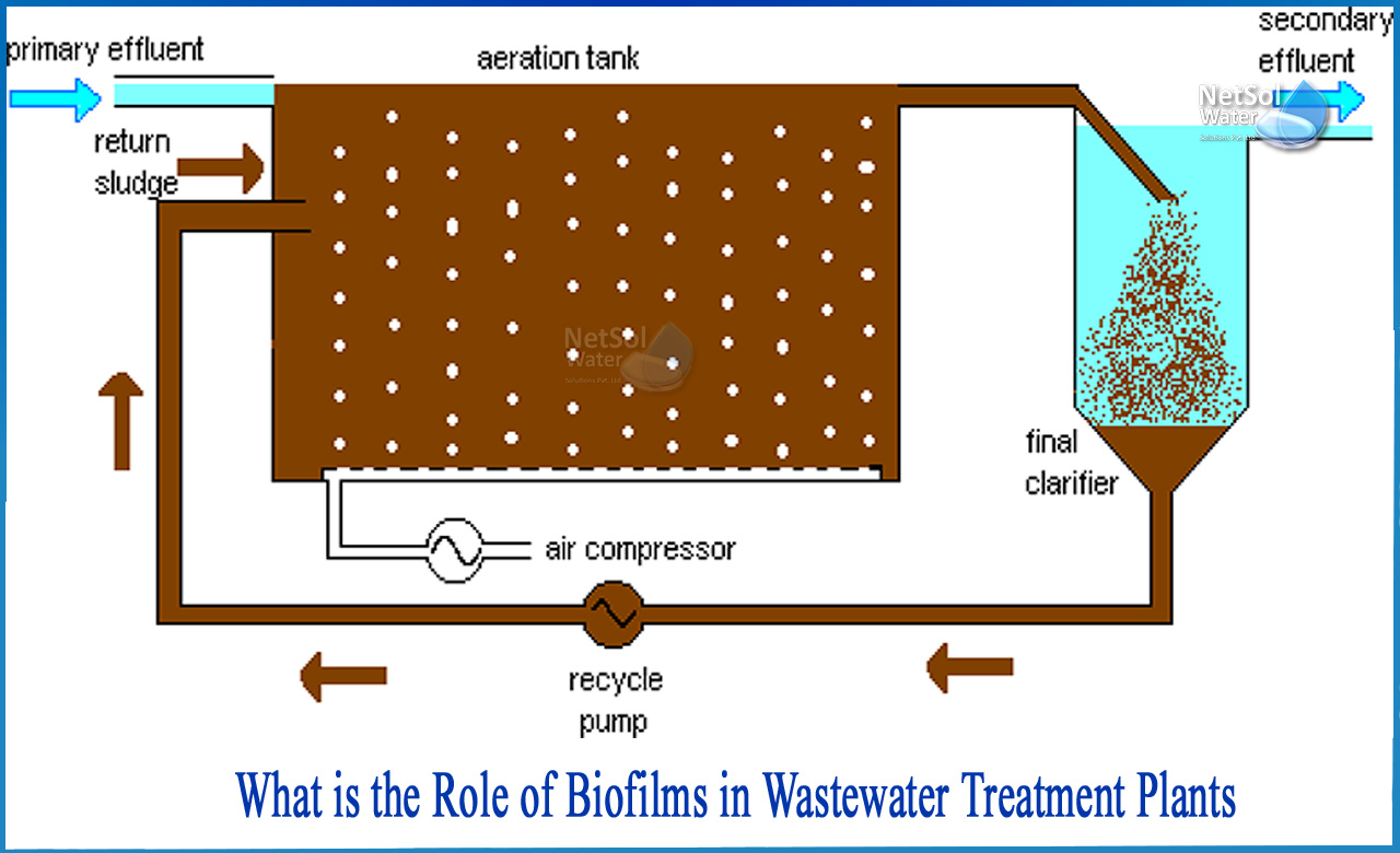 water treatment plants and biofilm