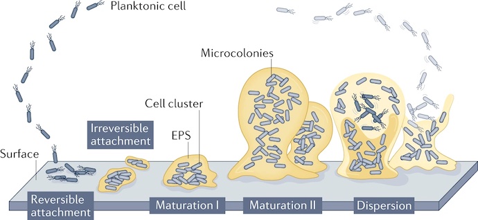 bacteria biofilm on medical device