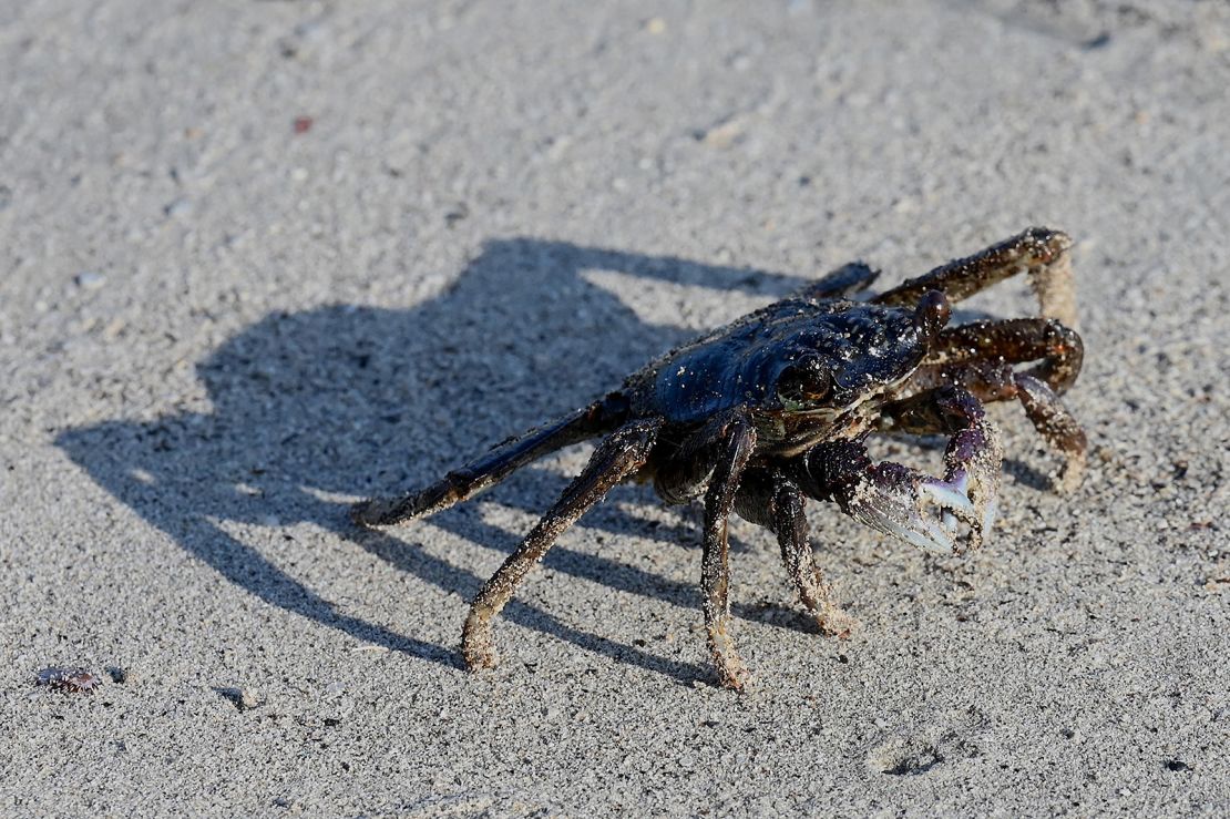 marine diesel oil spill impacting coastal crab population