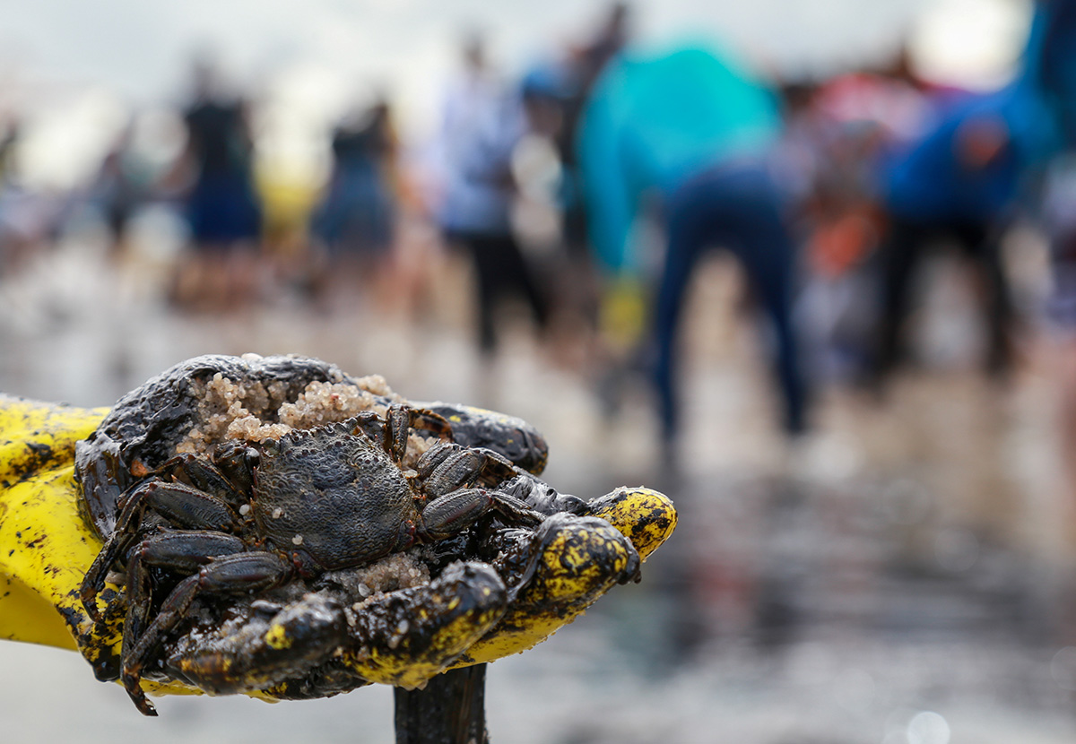 marine diesel oil pollution coastal crabs