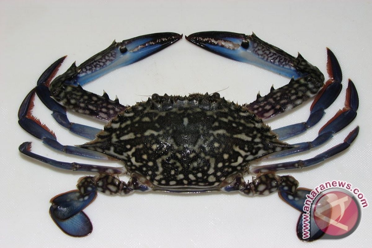 blue swimming crab marine diesel oil pollution