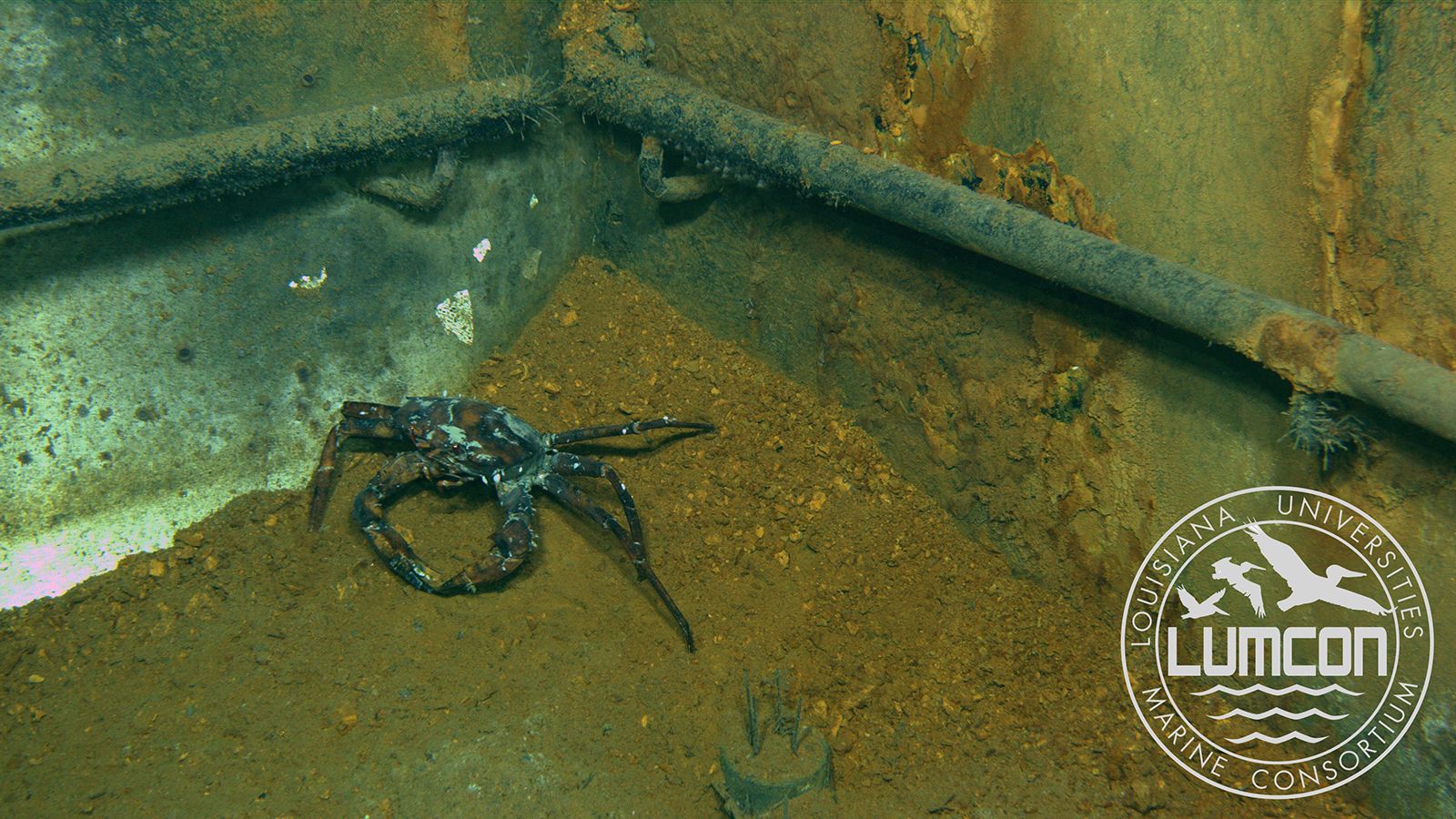 marine crabs oil pollution