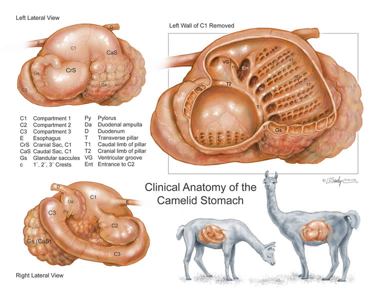 medical diagrams and clinical illustrations