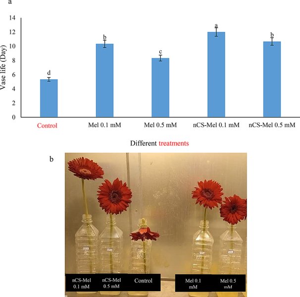 melatonins-effect-on-cut-flowers-hf2e6vgg