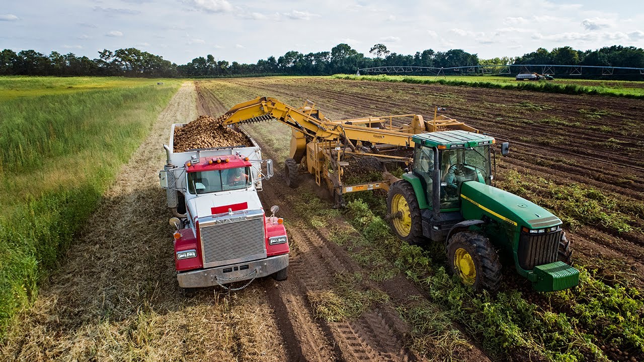 potato field harvest farm