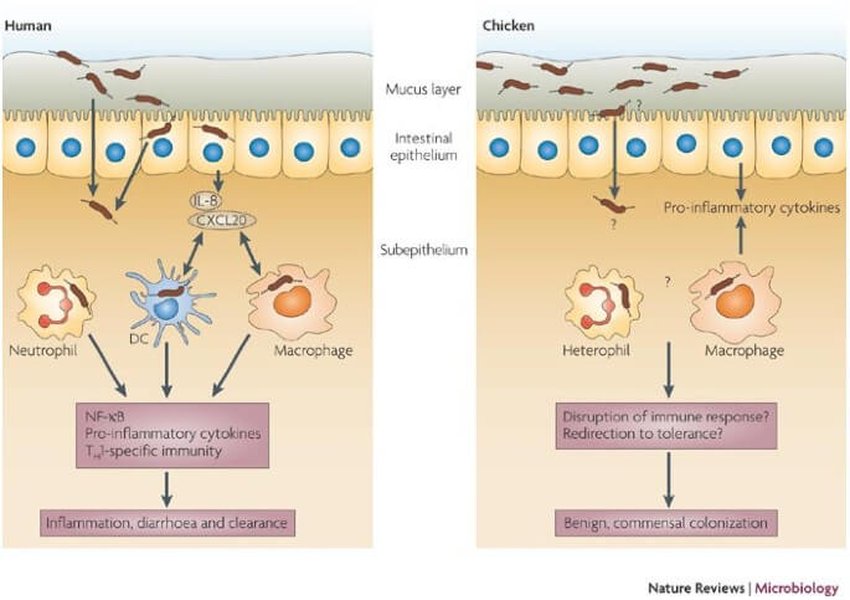 meltdown-biological-target-p1mqck79