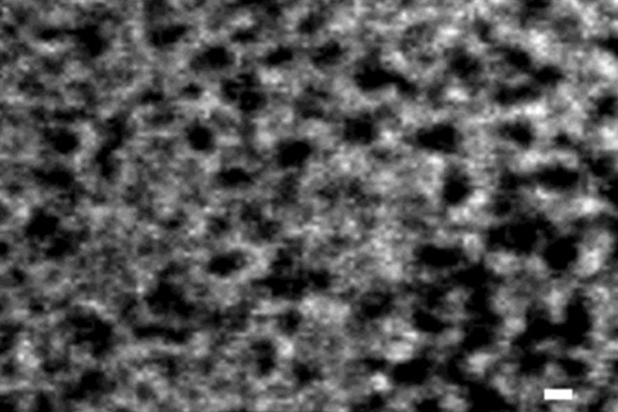 membrane SEM imaging laboratory