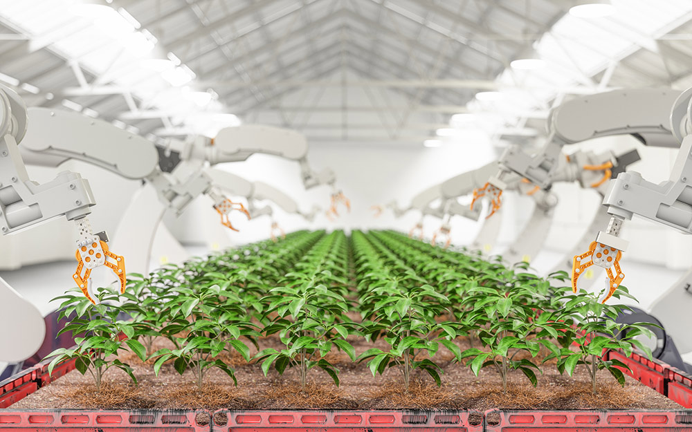 agricultural lands, food distribution logistics, modern markets