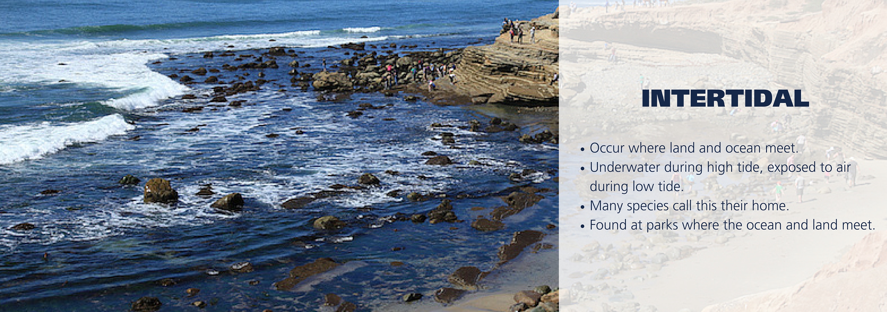 marine tidal zone research
