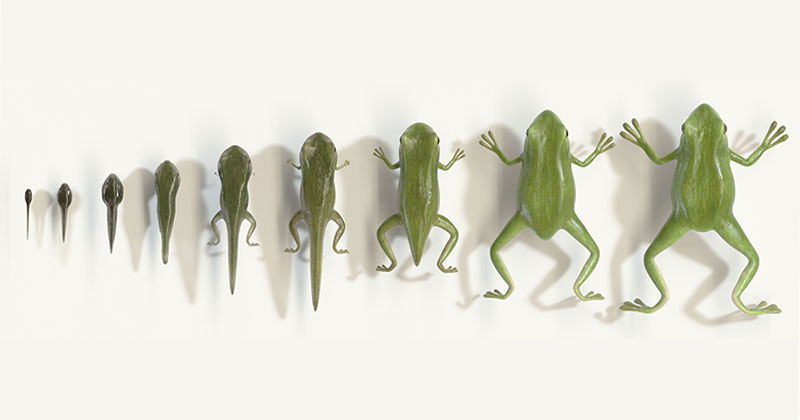 Ithy - Structural and Physiological Changes During Metamorphosis