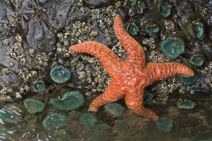 coastal rocks and marine life