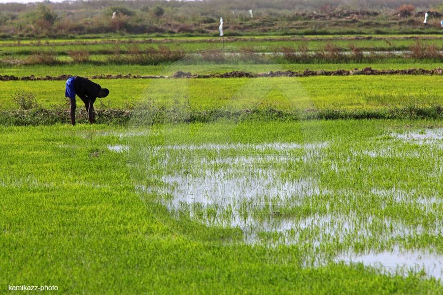 Agriculteur repiquant du riz dans une rizière de la vallée du fleuve Sénégal