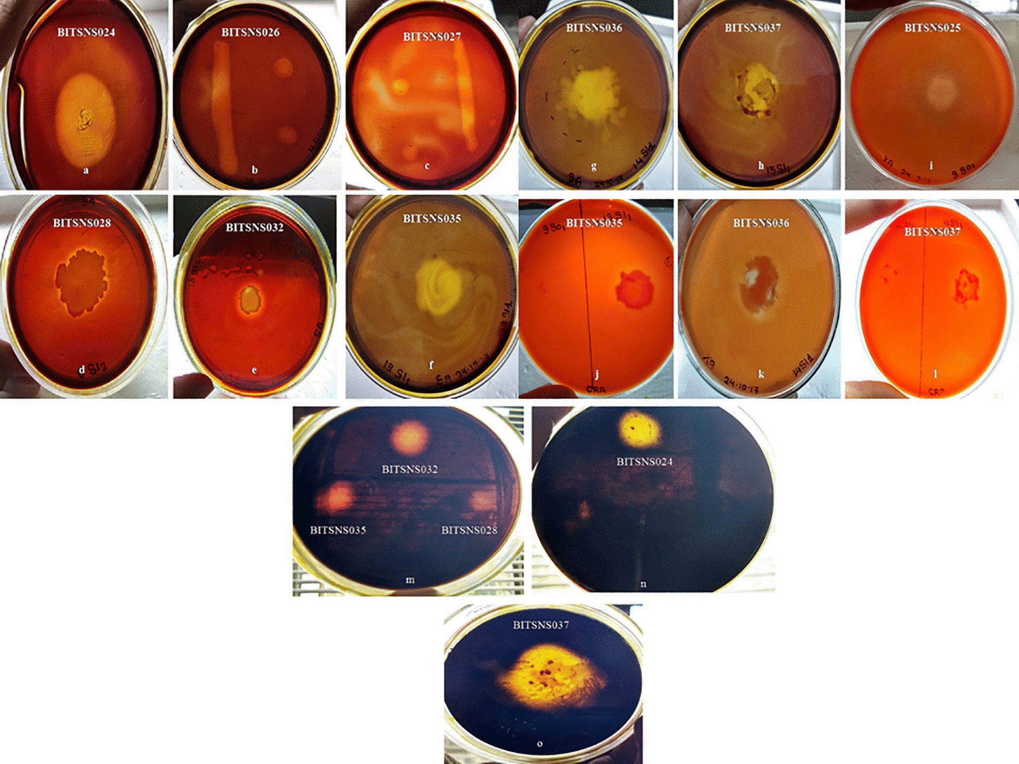 diverse microbial colonies in nature