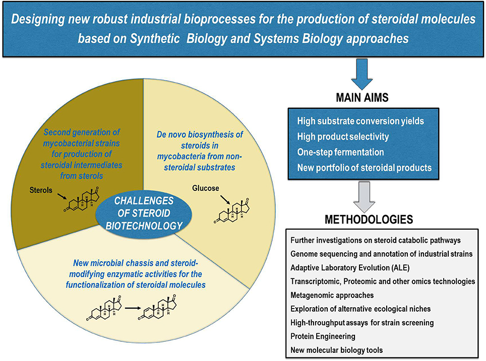 steroid fermentation diagram