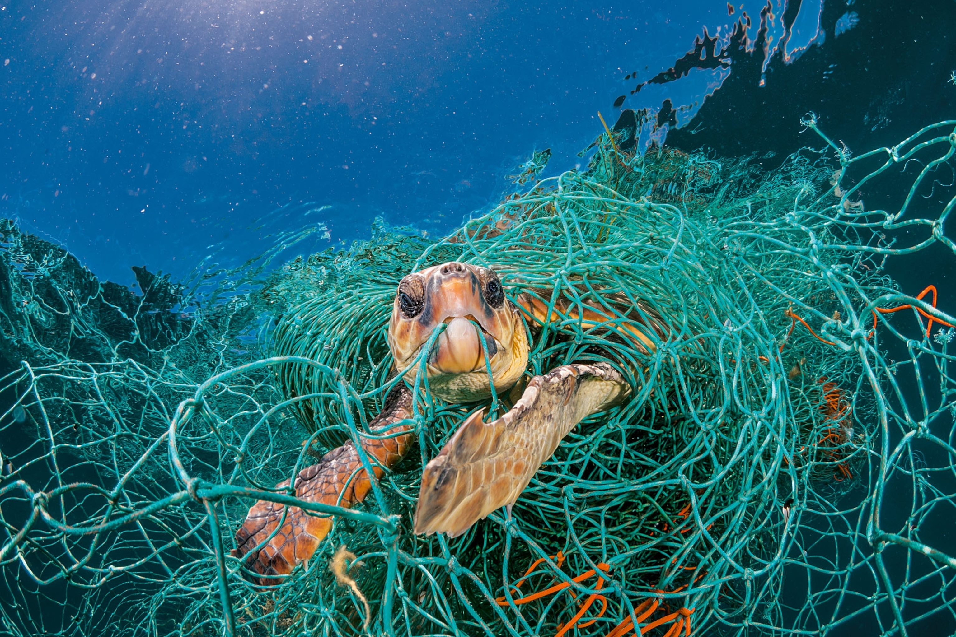 ocean plastic pollution marine life