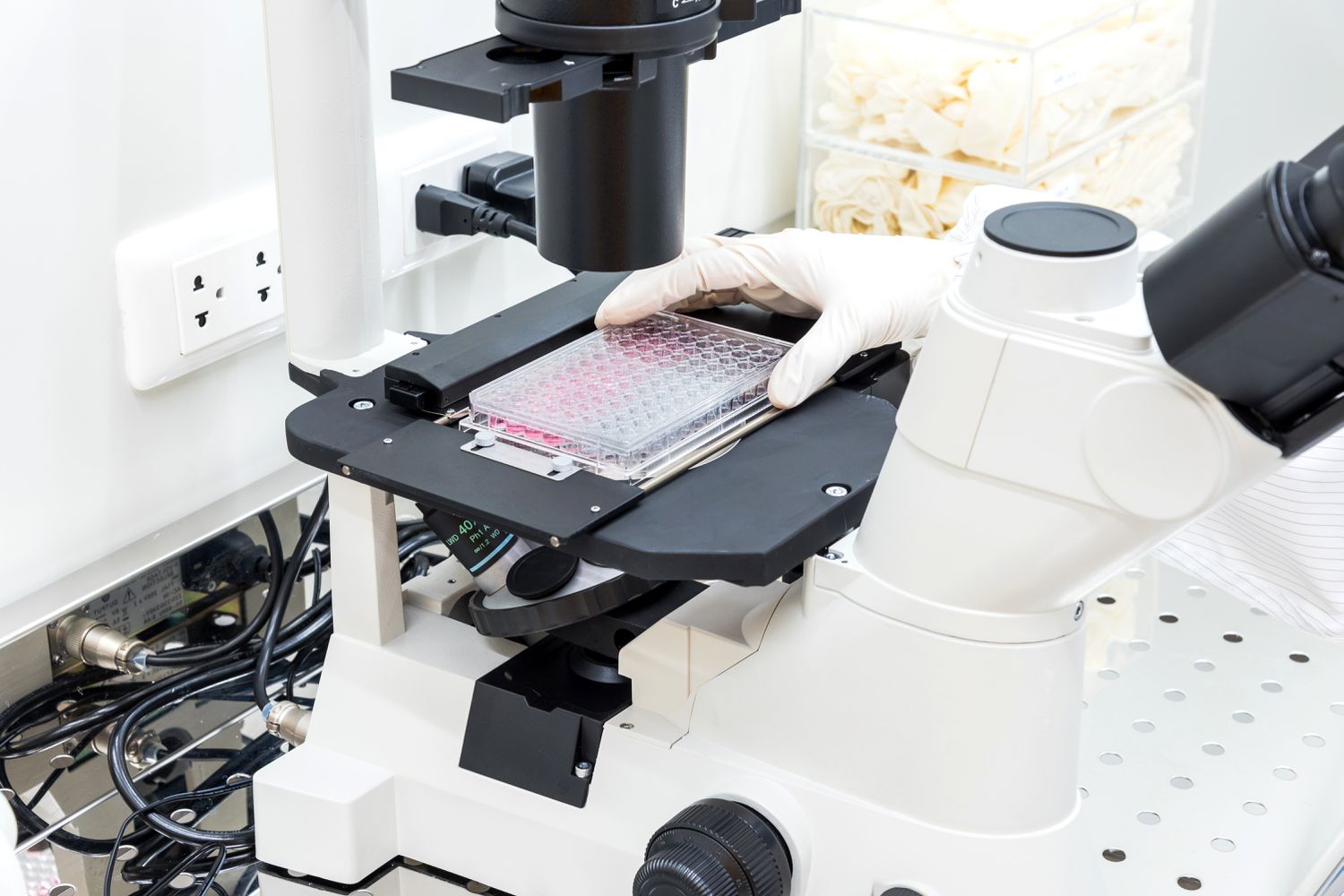 microscope slide specimen setup