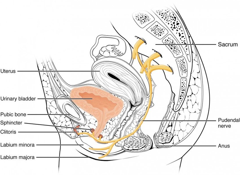 micturition-reflex-bladder-nerve-supply-q6ovmz2e