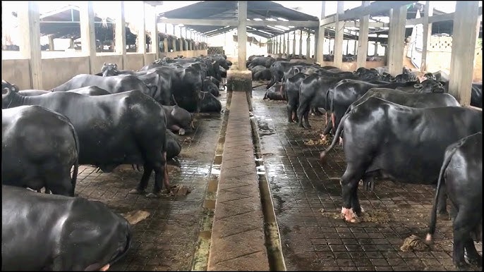 buffalo dairy farm