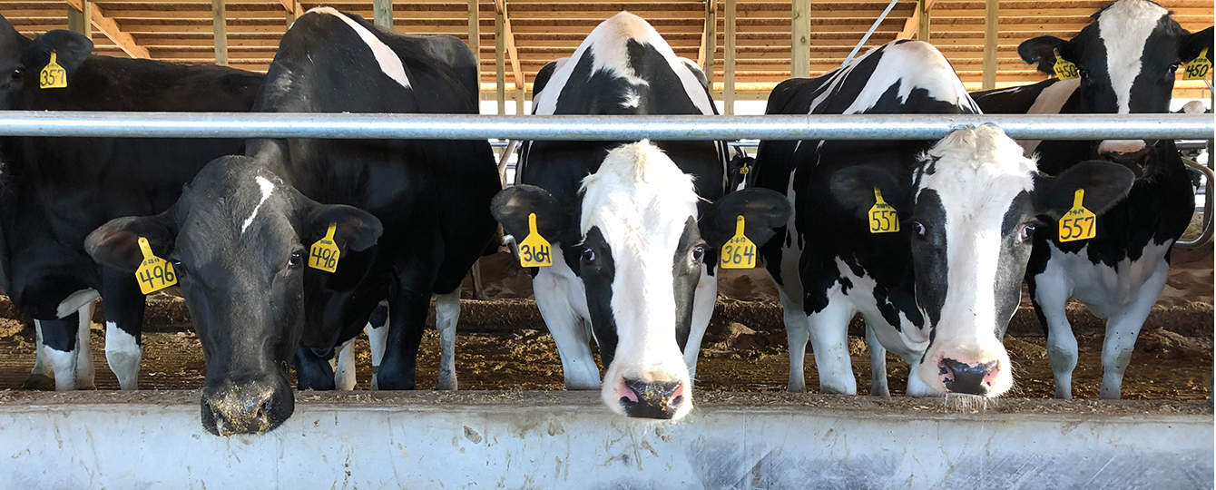 milk dairy farm