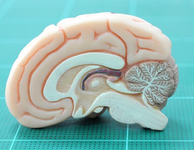 physical scenery brain sculpture
