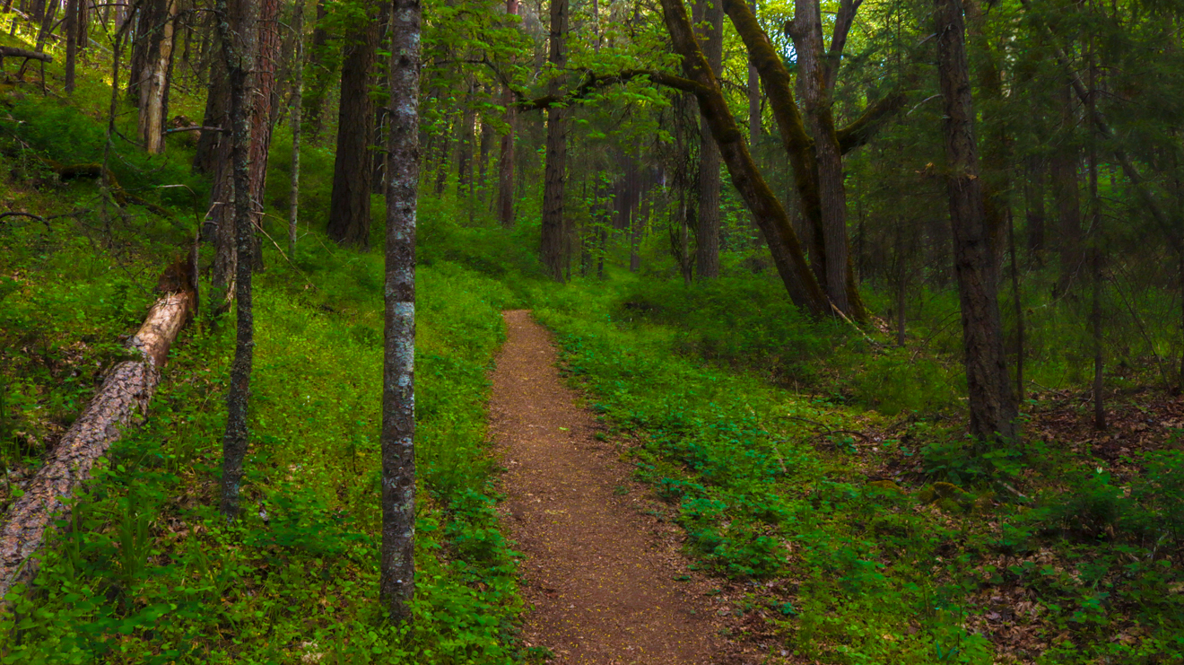 nature hiking forest path