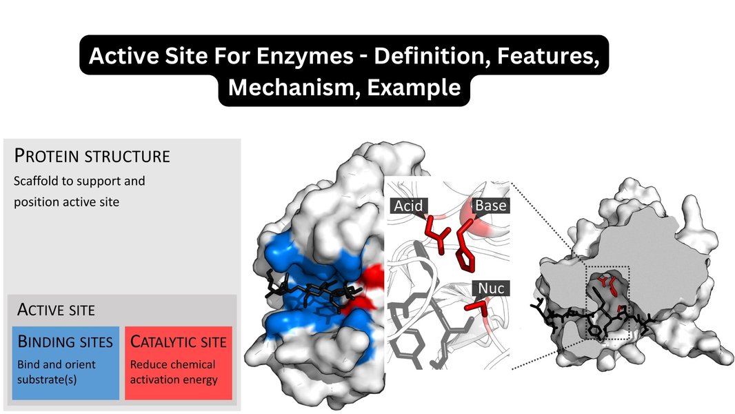molecular-catalysts-precise-active-sites-d6bki3o5