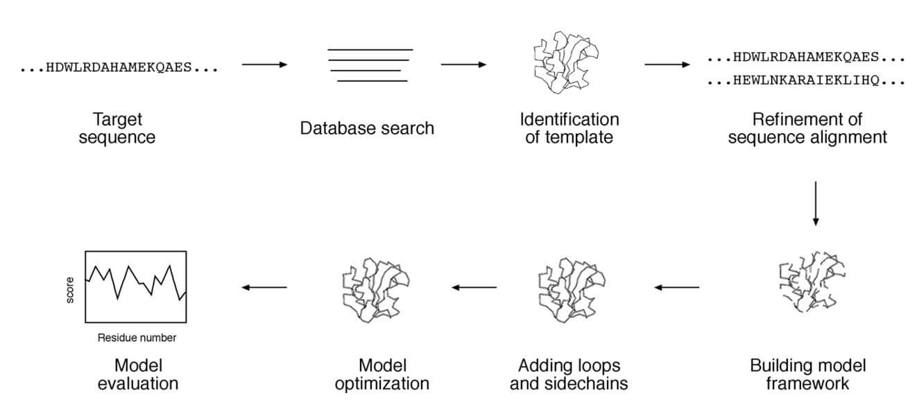 Flowchart showing the steps involved in homology modeling