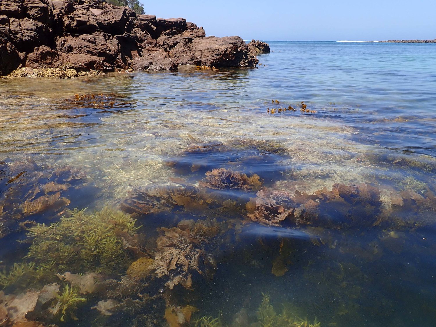 ocean rocks molluscs tide pools
