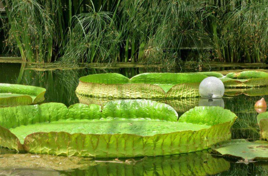 gorgeous gardens water lilies