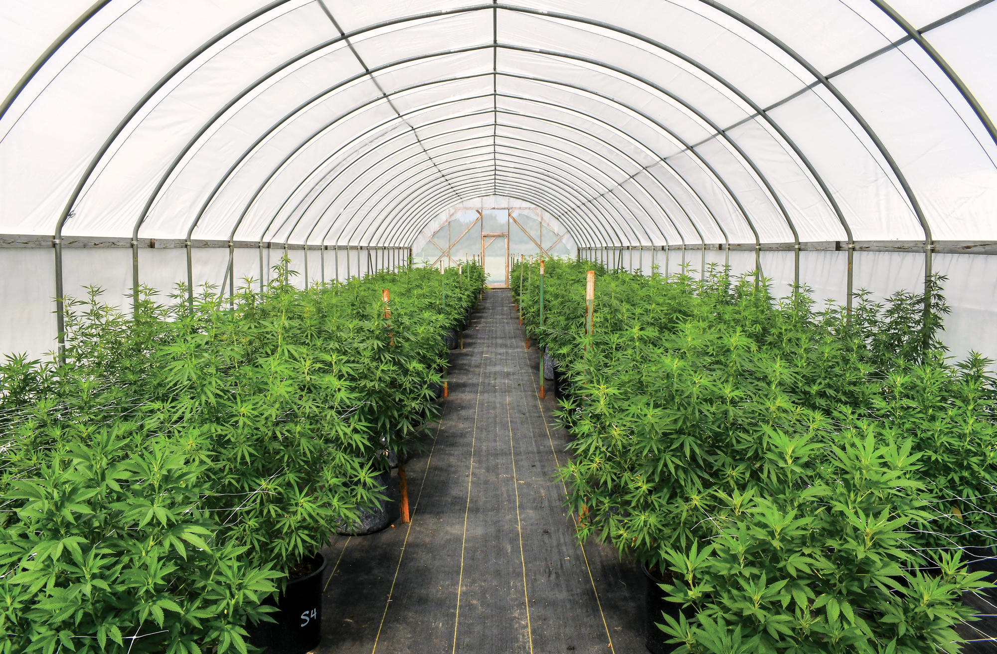 hemp fields and beverage production facility