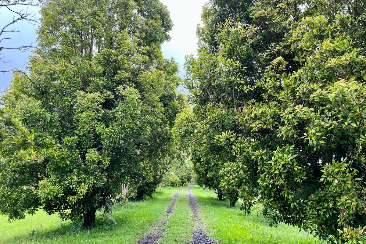 tropical orchard fields