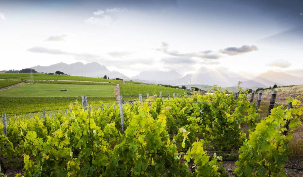 grapevine vineyard scenic