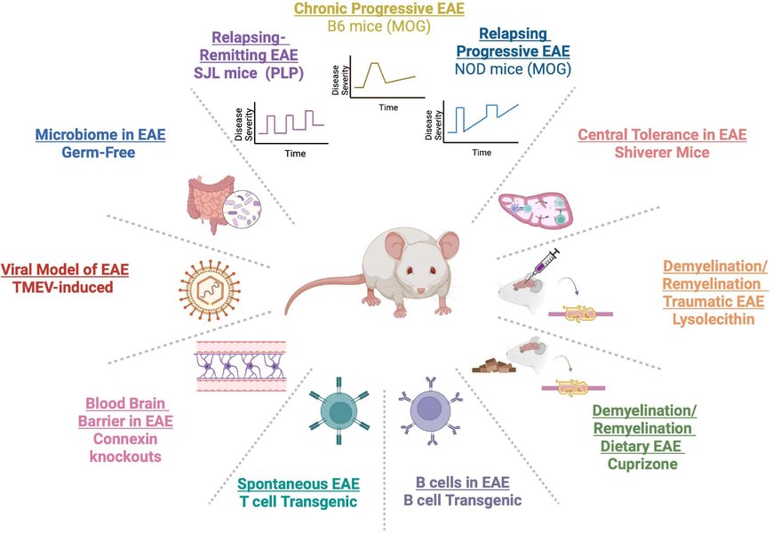 Pathology development in EAE mouse model