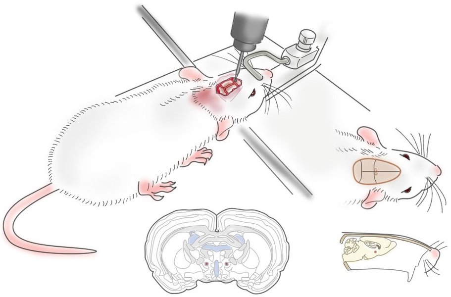 Stereotaxic injection into a mouse brain